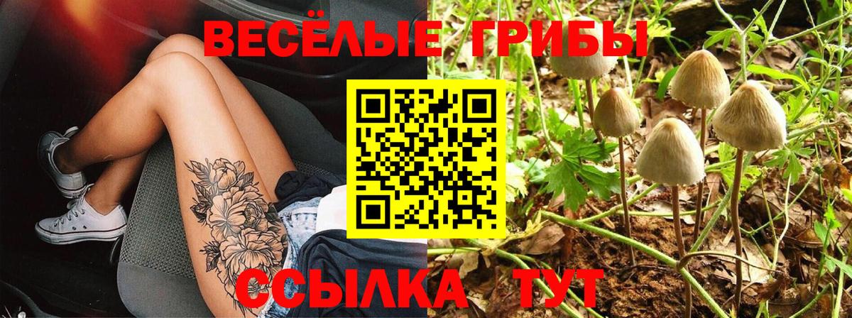 Псилоцибиновые грибы Psilocybe Заводоуковск